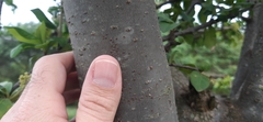 Pisonia aculeata