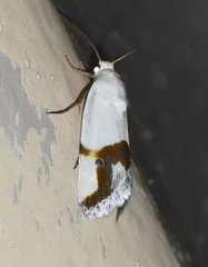 Ponometia dorneri