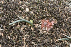 Anacampseros comptonii