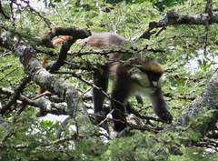 Cercopithecus ascanius schmidti