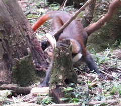 Cercopithecus ascanius schmidti