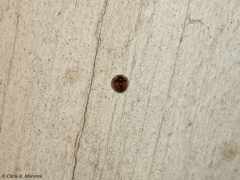 Pentilia chelsea