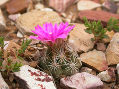 Escobaria hesteri hesteri