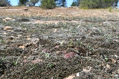 Ornithogalum rupestre