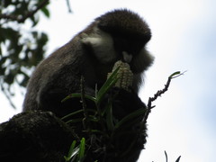 Cercopithecus ascanius schmidti