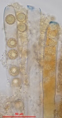 Plicariella