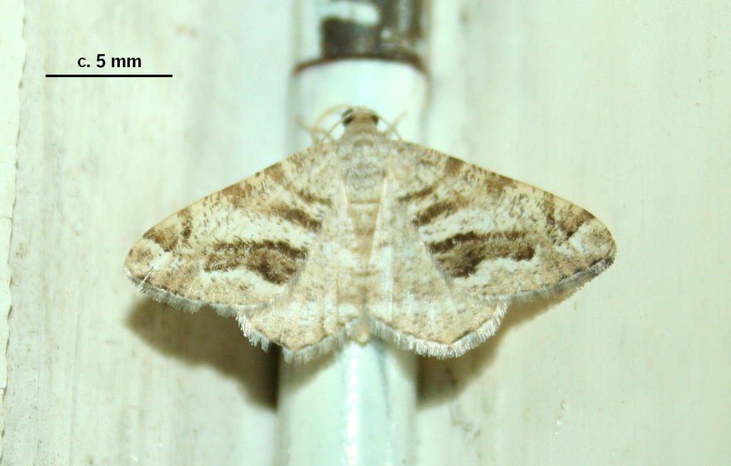 Chiasmia grimmia