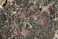 Ornithogalum rupestre