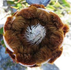Protea speciosa