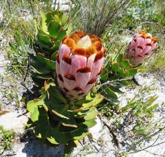 Protea speciosa