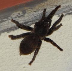 Brachionopus robustus