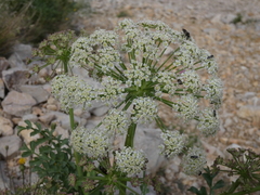 Laserpitium gallicum