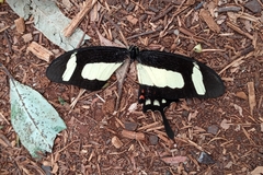 Heraclides torquatus