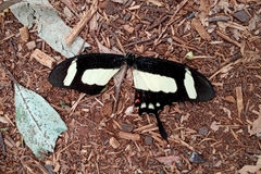 Heraclides torquatus