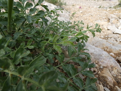 Laserpitium gallicum