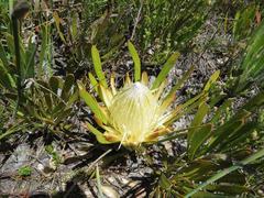 Protea aspera
