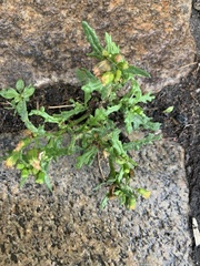 Senecio vulgaris