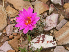Escobaria hesteri hesteri
