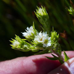 Diosma subulata