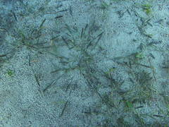 Sporobolus alopecuroides