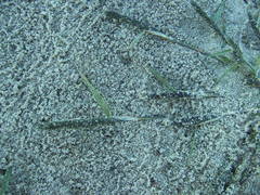 Sporobolus alopecuroides