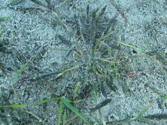 Sporobolus alopecuroides