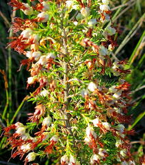 Erica intermedia albiflora