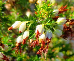 Erica intermedia albiflora