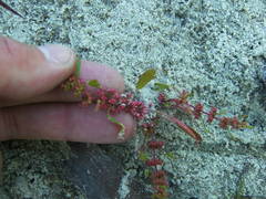 Rumex ucranicus