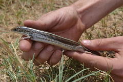 Gerrhosaurus flavigularis