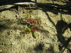 Rumex ucranicus