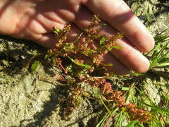 Rumex ucranicus