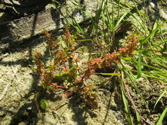 Rumex ucranicus