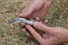 Gerrhosaurus flavigularis