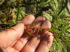 Rumex ucranicus