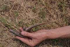 Gerrhosaurus flavigularis