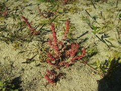 Rumex ucranicus