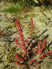Rumex ucranicus