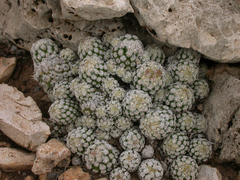 Escobaria sneedii leei