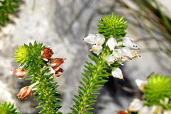 Erica pulvinata