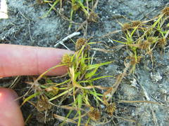 Cyperus michelianus