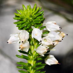 Erica pulvinata