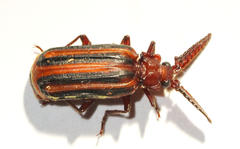 Heteropaussus
