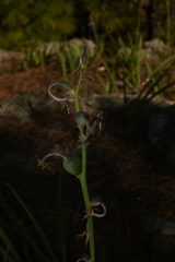 Manfreda singuliflora