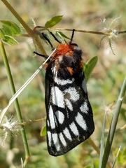 Hemileuca chinatiensis