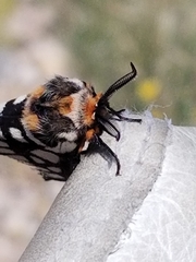 Hemileuca chinatiensis