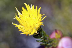 Lachnaea aurea