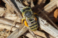 Anthophora curta