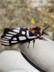 Hemileuca chinatiensis