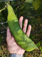 Canavalia ensiformis